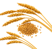 wheat